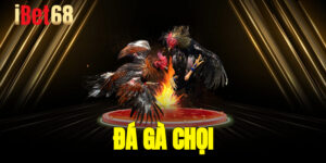Đá Gà Chọi - Bộ Môn Cược Sôi Động Khó Cưỡng Tại Ibet68